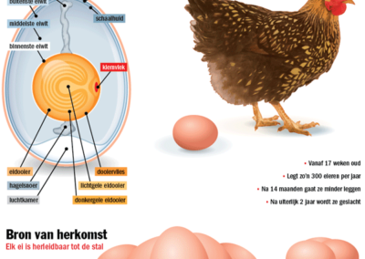 Anatomie van het ei